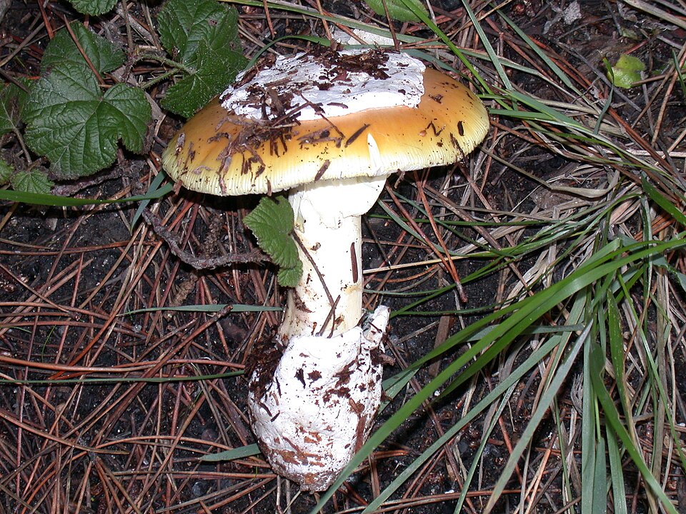 Amanita calyptrata