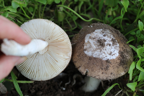 Amanita calyptratoides — photo