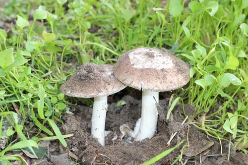 Amanita calyptratoides — photo