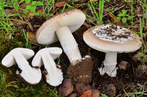 Amanita calyptratoides