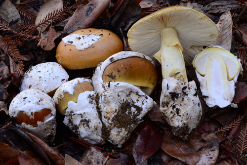 Amanita calyptroderma — photo