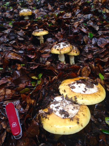 Amanita calyptroderma — photo