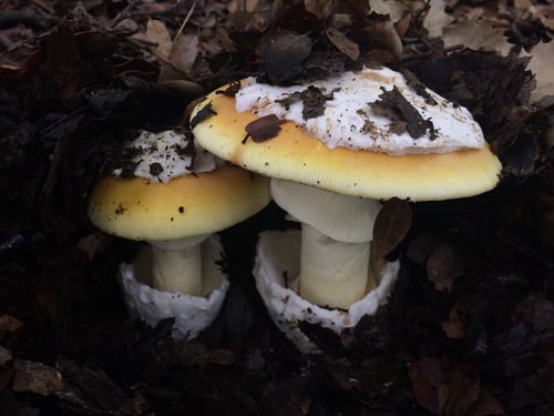 Amanita calyptroderma