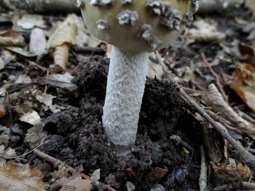 Amanita ceciliae (Scaly grisette) — photo