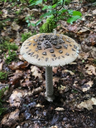 Amanita ceciliae