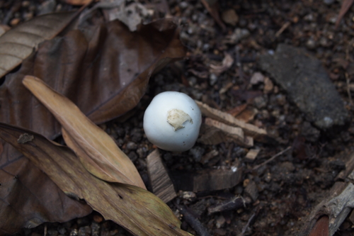 Amanita chepangiana — photo