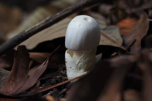 Amanita chepangiana