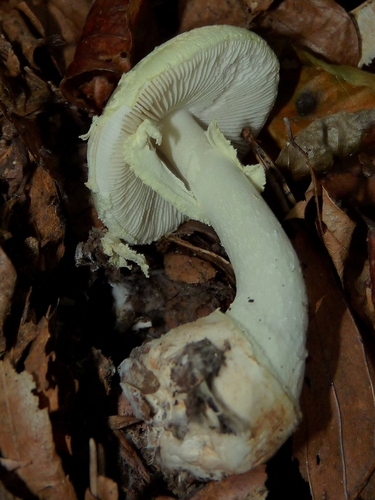 Amanita citrina — photo