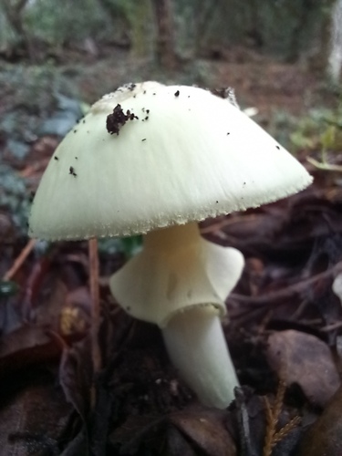 Amanita citrina — photo