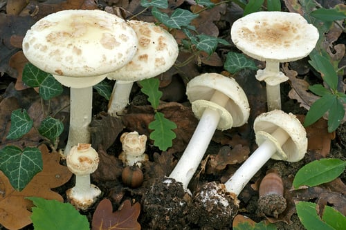 Amanita citrina