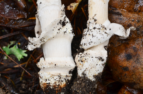 Amanita constricta (Grisette) — photo