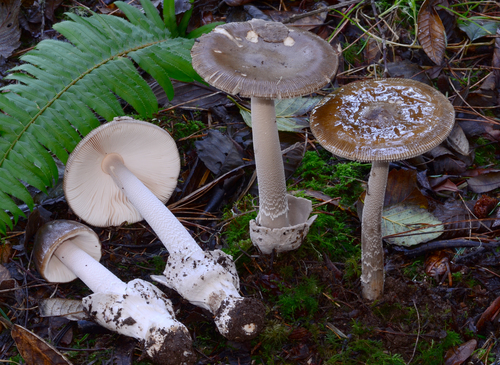 Amanita constricta (Grisette) — photo