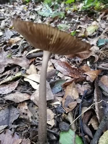 Amanita craseoderma — photo