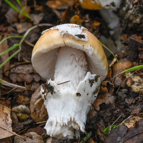 Amanita crocea (Saffron grisette) — photo
