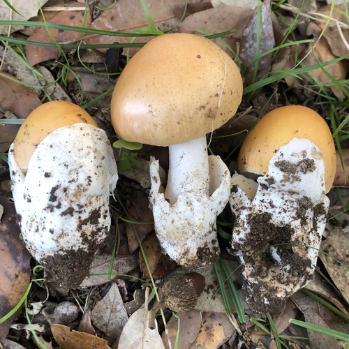 Amanita crocea (Saffron grisette) — photo