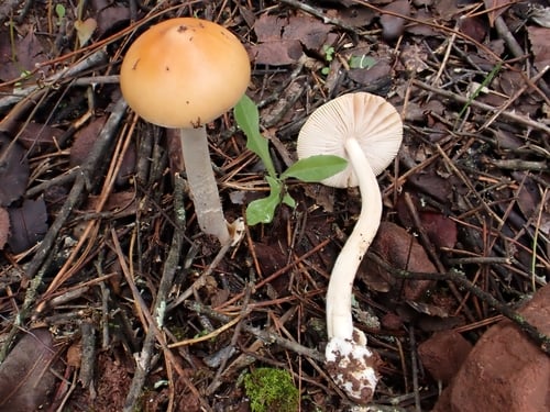 Amanita crocea
