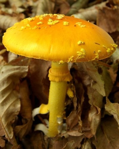 Amanita flavoconia — photo