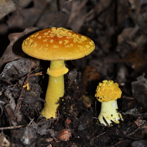 Amanita flavoconia