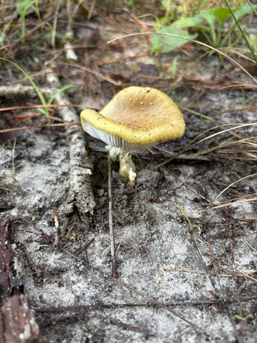 Amanita flavorubescens — photo