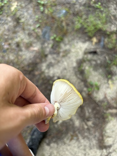 Amanita flavorubescens — photo