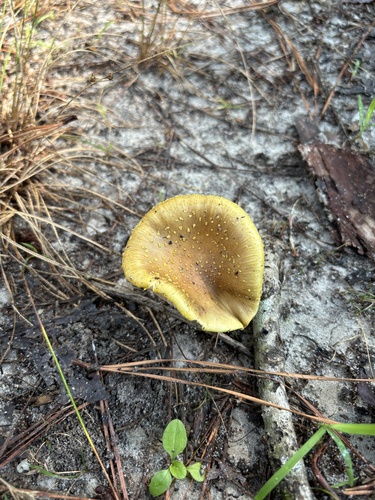 Amanita flavorubescens