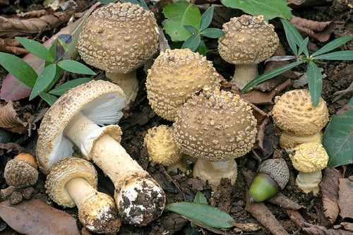 Amanita franchetii — photo