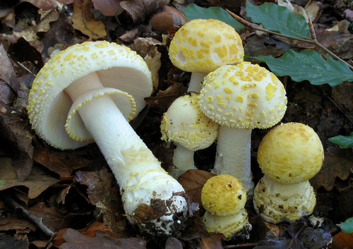 Amanita franchetii — photo