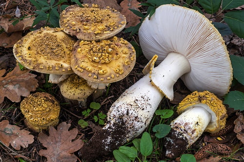 Amanita franchetii