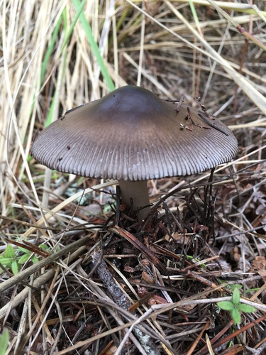 Amanita fulva (Tawny grisette) — photo
