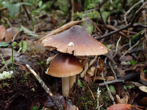 Amanita fulva (Tawny grisette) — photo