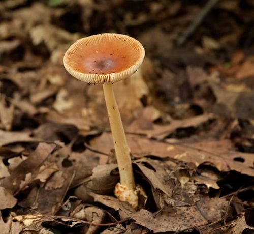 Amanita fulva