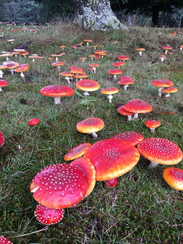 Amanita gemmata — photo