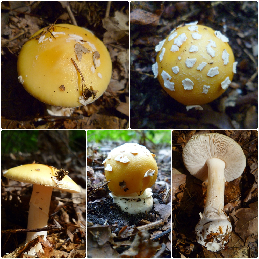 Amanita gemmata