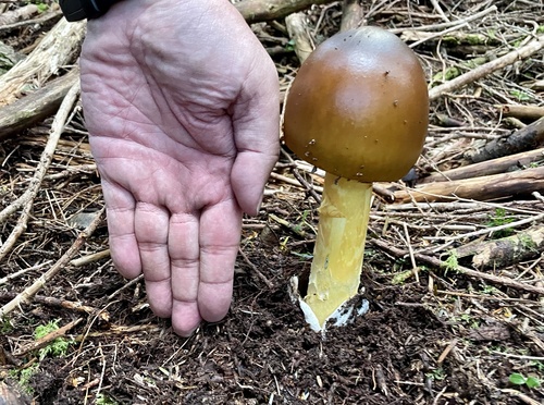 Amanita hemibapha subsp. similis — photo
