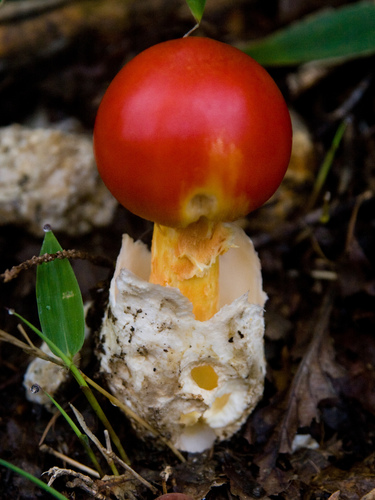 Amanita hemibapha subsp. similis
