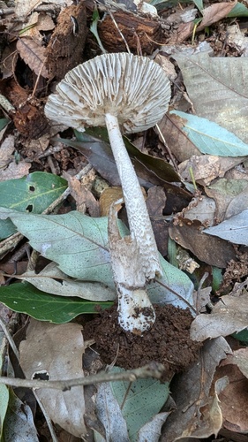 Amanita inaurata — photo