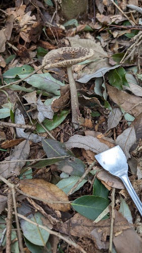 Amanita inaurata — photo