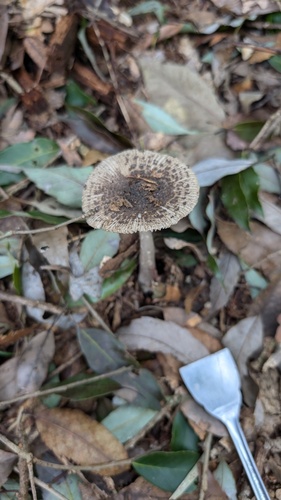 Amanita inaurata