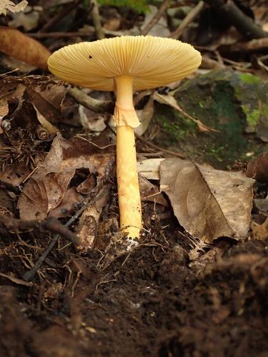 Amanita javanica — photo