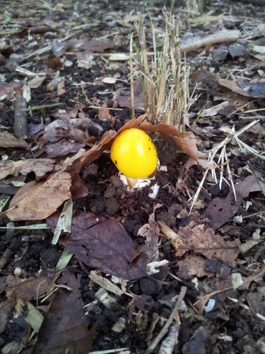 Amanita javanica — photo