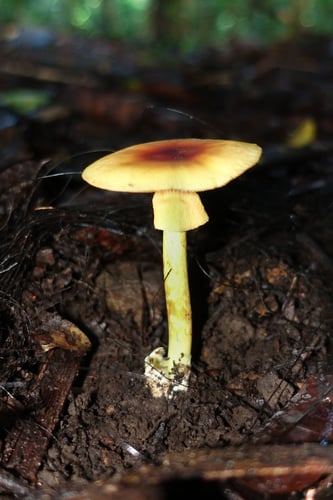 Amanita javanica