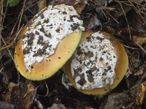 Amanita lanei — photo