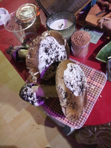 Amanita lanei — photo