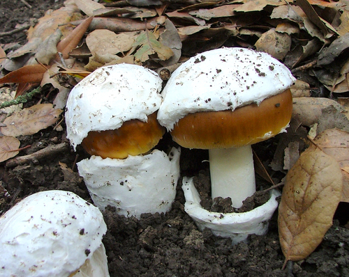 Amanita lanei