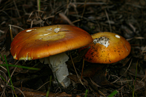 Amanita mafingensis — photo