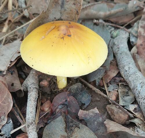 Amanita masasiensis — photo