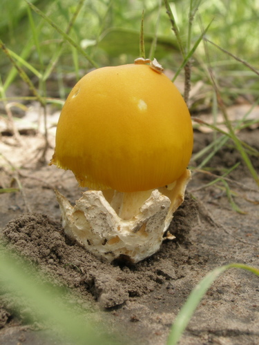 Amanita masasiensis