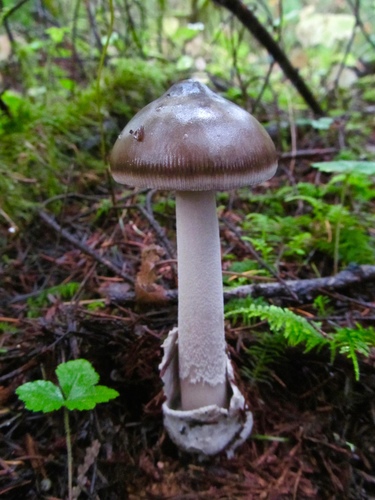 Amanita pachycolea (Western grisette) — photo