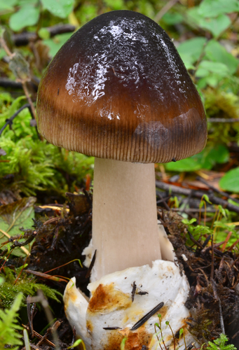 Amanita pachycolea (Western grisette) — photo
