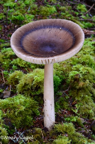 Amanita pachycolea